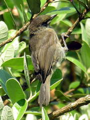 Oahu Amakihi